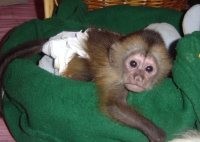 Cute baby capuchin monkey for  adoption