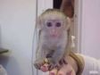 Helthy Bby Capuchin Monkey