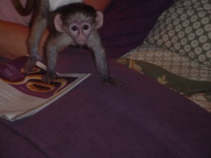 lovely baby capuchin monkeys for adoption