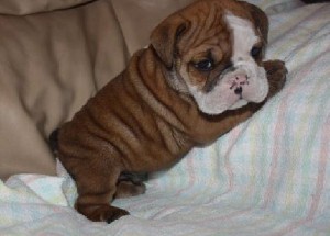 Beautiful English Bulldog puppies for adoption now contact us for more