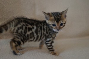 We have a litter of 5 beautiful Bengal kittens