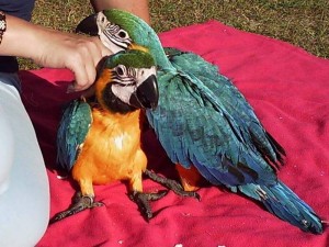Two beautiful Talking Blue and Gold Macaw Parrots for free adoption