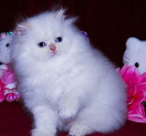 Adorable and Friendly Persian Kitten To A Loving Home