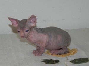 Gorgeous Sphyxns kittens for sale