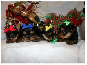 tea cup yorkie puppies for rehooming to good homes