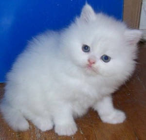persain kitten for adoption