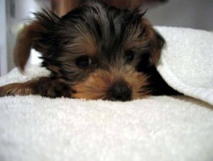 ******Lovely, playful Teacup Yorkie both male and female Yorkie puppies (A K C Registered)****