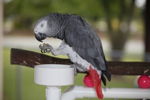 Two beautiful Talking Africa Grey Parrots for free adoption