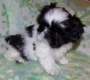 Gorgeous Male and Female shih tzu puppies for a good home