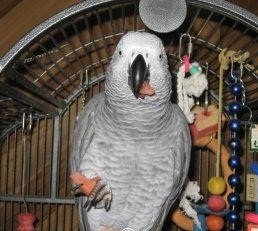 two hand raised congo african grey parrots for adoption with toys and  cage