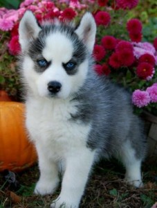 Awesome AKC Reg Blue Eyes Siberian Husky Puppies (Champion Bloodlines)