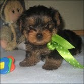 ///Cutest Yorkie Puppies needing a caring family asap .