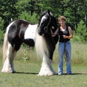 WHITE AND BLACK GYPSY VANNER HORSE FOR ADOPTION TO ANY HORSE LOVER ( DO NOT FORGET YOUR VALID PHONE NUMBER WHEN CONTACTING MY AD