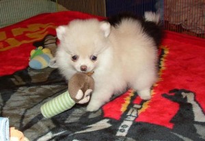 Cutest Pomeranian Puppies Available Now For Sale