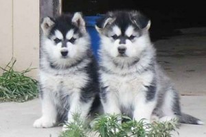 !!!Alaskan malamute Puppies 100% Pure bred &amp; Adorable!!!