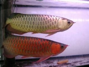 Super Quality Arowana Fish for sale!! All  Types Available at vey low &amp;affordable prices