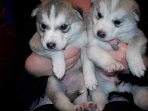 Healthy siberian husky Puppies Available for adoption