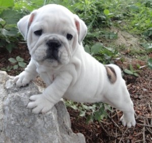 2 VERTY HEALTY PURE WHITE, AND  BROWN ENGLISH BULLDOG PUPPIES  FOR FREE HOME ADOPTION NOW.