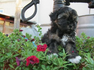 marvelous cute home trained Bolonka puppies available