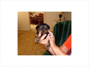 ??? TWIN AKC Manificient Teacup Yorkie Puppies For Free Adoption???
