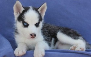 Beautiful Black and White Siberian Husky Pups
