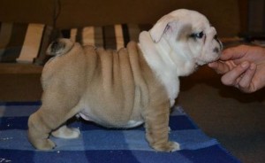 adorable English Bulldog Puppies for Sale