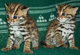 african serval kittens, savannah f1-f5 kittens, ocelots and caracl kittens for sale.