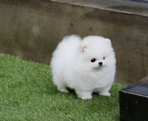 Blue Pomeranian Female and Tiny Creme Male Puppies