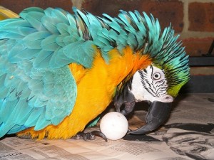 Baby Blue and Gold Macaw for Sale for Christmas