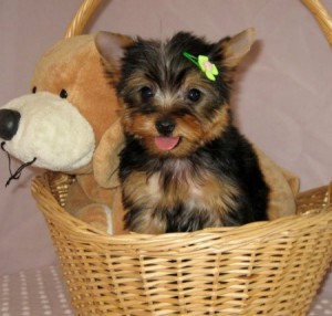 Yorkshire Terrier puppies for your family