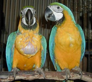 TAME AND TALKING BLUE N GOLD MACAW PARROT