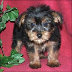 Adorable AKC 4mnth yorkies  puppy looking for a good home