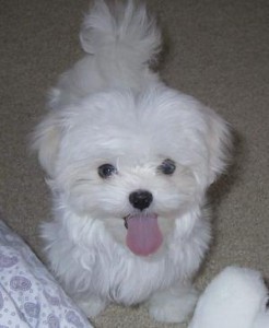 Fluffy Male and Female Maltese puppies