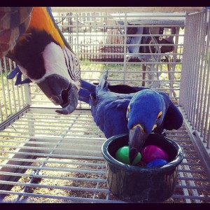 Blue &amp; Gold Macaw Babies - Blue, Gold Blue and Gold Macaw and Bare Eye