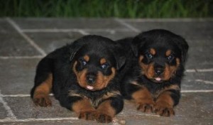 Beautiful Male And Female Rottweiler Puppies for Sale