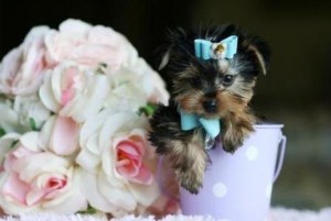 Male and Female Yorkie puppies adoption