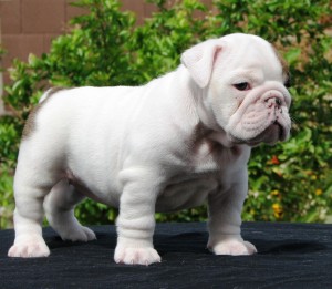 Ice white Bulldog puppy for adoption