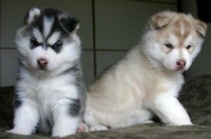 Potty Trained siberian husky puppies Male and Female - Akc Registered For Adoption.