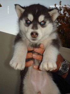#### MALE AND FEMALE HUSKY PUPPIES FOR FREE ADOPTION ####