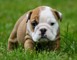 ***CUTE MALE AND FEMALE ENGLISH BULLDOG PUPPIES FOR ADOPTION***
