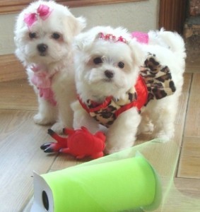 Male and Female Teacup maltese Puppies for A Good Home