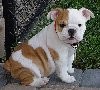 Adorable English Bulldog  for adoption.