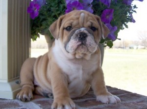 Cute and Gorgeous male and female English bulldog puppies for lovely homes. !!!