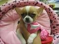 free ...t cup chihuahua puppies