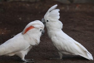 Beautiful pair of Umbrella Cockatoos