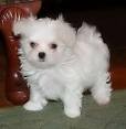 Awesome AKC Maltese Babies (Champion Bloodlines)