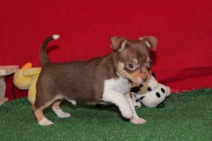 wonderful chihuahua puppies for adoption