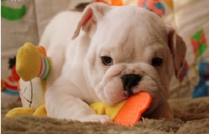 Cheap and Healty English Bulldog puppies for adoption