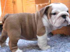 Well Tamed English Bulldog Puppies For Adoption.