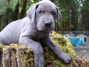 Healthy and Classic Great Dane Puppies For Sale